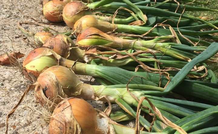 La culture de l’oignon proposée pour la lutte contre la pauvreté dans le Guémon