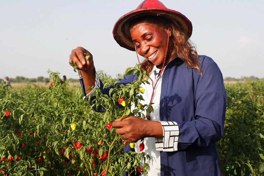 Cultures maraîchères : le PA-PsGouv améliore la vie de nombreux jeunes et femmes des départements de Bouaké, Korhogo et Ferkessédougou