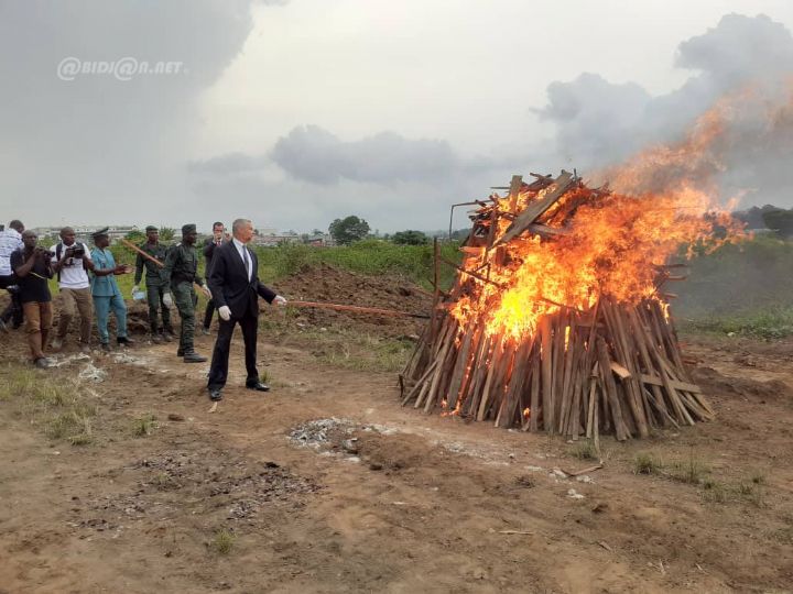 Journée internationale de la vie sauvage: La Côte d’Ivoire incinère 3,6 tonnes d’écailles de pangolin