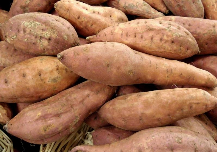 L’ONG HKI veut apprendre à mieux produire la patate et le soja dans trois villages de Korhogo