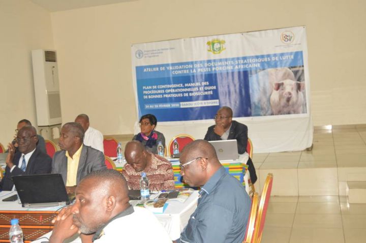 Ressources animales : Pour préserver la filière porcine des épizooties, la Côte d’Ivoire ficelle un plan de contingence