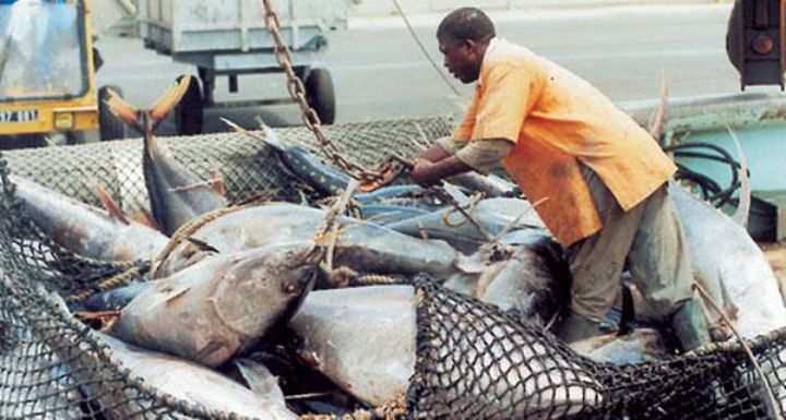 La Côte d’Ivoire souhaite repenser sa filière thon pour la rendre plus durable