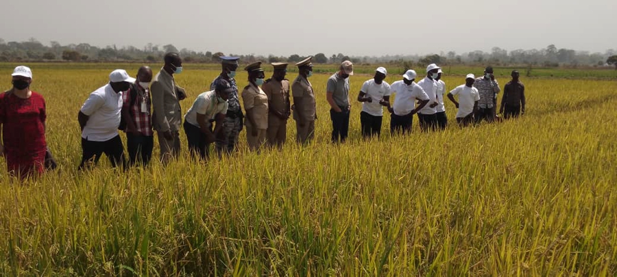 Programme d’urgence riz : le FIDA félicite et encourage les riziculteurs de Sakassou