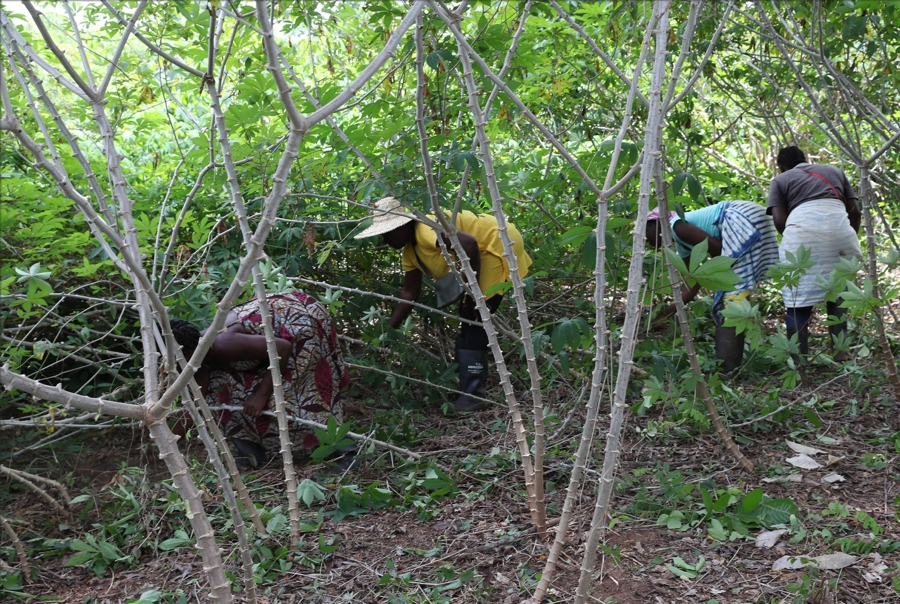 Programme social du Gouvernement (Psgouv) : une bénéficiaire de parcs à bois de manioc à Anikro (Toumodi) fait son chemin