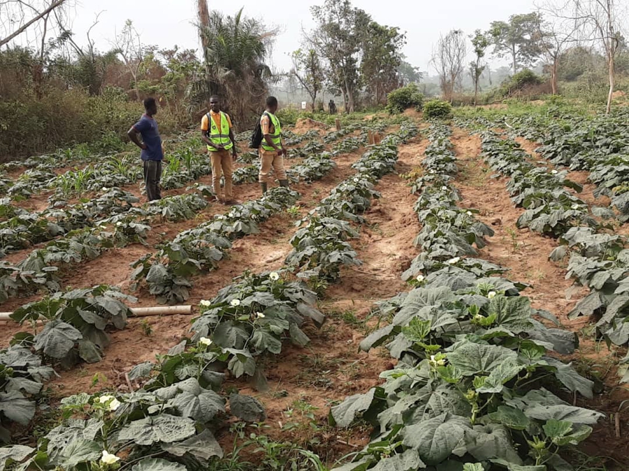 Programme social du Gouvernement (Psgouv) : une coopérative de maraîchers à N’Guessankro (Toumodi) reconnaissante au gouvernement