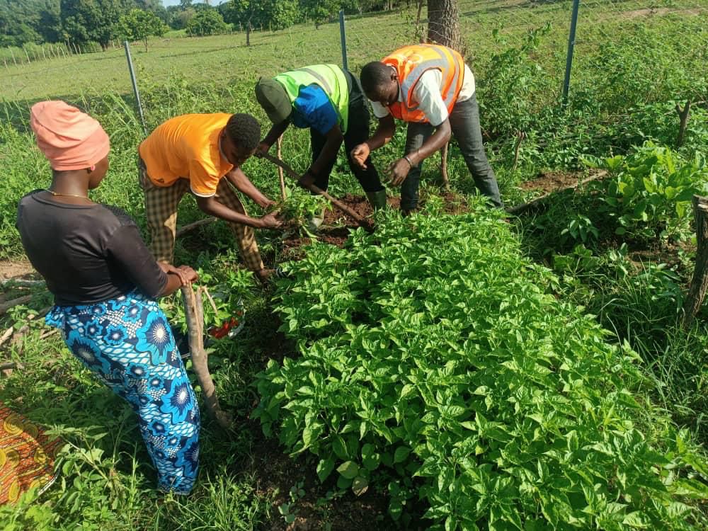 Projet COSO: un moyen efficace de lutte contre le chômage dans le nord de la Côte d’Ivoire