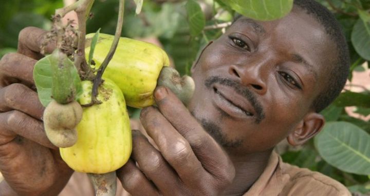 La production de la noix de cajou en baisse à Minignan