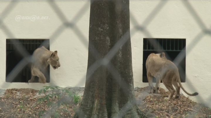 Protection de la faune: Trois lions de 50 millions de FCFA offerts au Zoo d’Abidjan