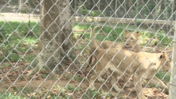 Côte d’Ivoire: avec ses nouveaux lions, le zoo d’Abidjan revit