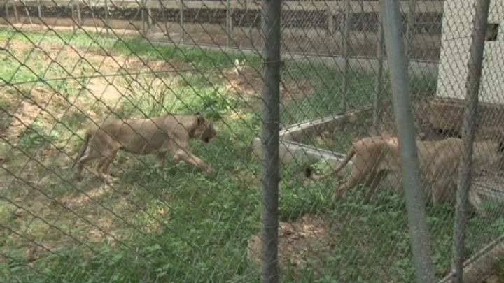 Repeuplement du zoo d’Abidjan: le ministère des Eaux et Forets fait venir trois lions d’Afrique du sud