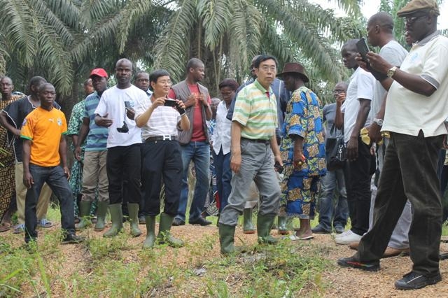 La Chine va aider à la création de 2 000 hectares de riz en Côte d`Ivoire