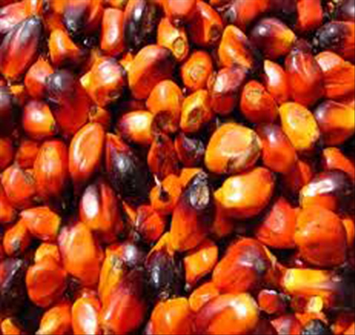 Plus de 2000 tonnes de graines de palme commercialisées par une coopérative à Oumé