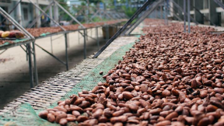 Daloa : Non-respect du prix d’achat du cacao à 1000F/kg bord champ : Les producteurs grondent sur le terrain