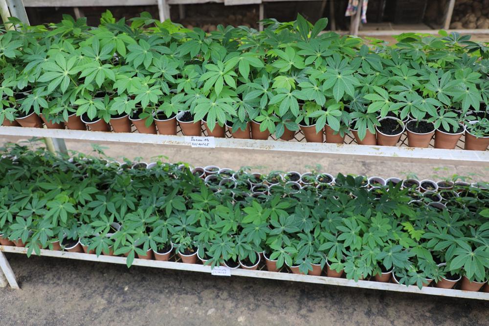 Sécurité alimentaire : le CNRA innove en vue de renforcer les capacités nationales de production de semences de manioc de qualité