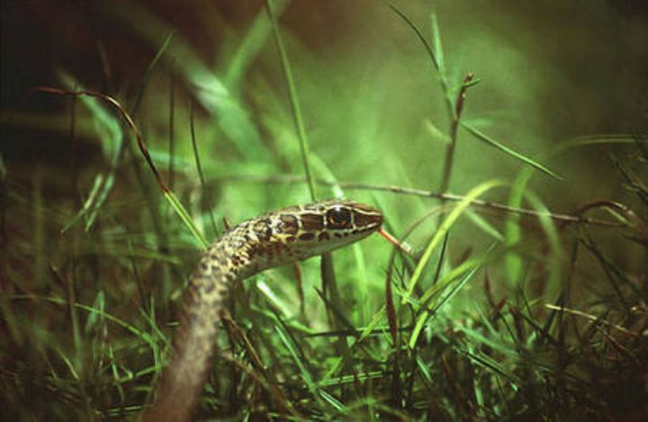 Une élève de l’EPP Kafiné (Niakara) décède des suites d’une morsure de serpent