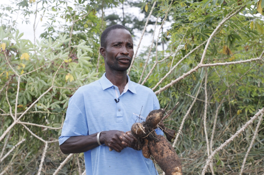 Programme social du gouvernement (Ps-Gouv) : Séraphin Yopini, un exemple de réussite dans la production de manioc à N'Douci
