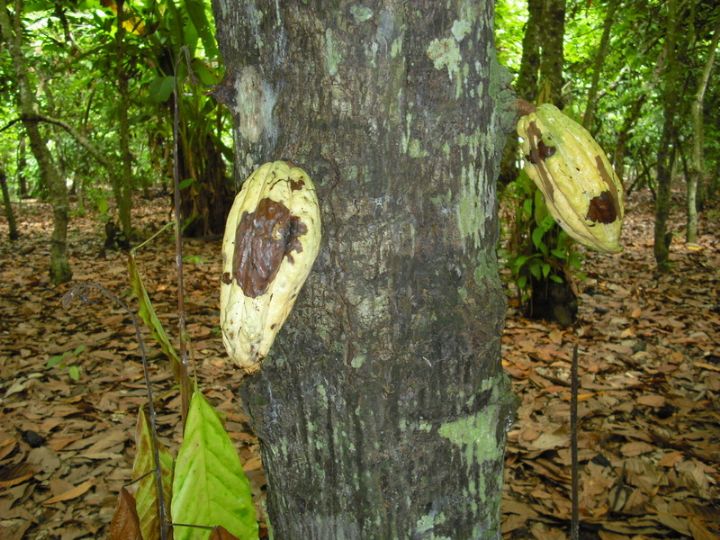 Destruction des cacaoyers par le swollen shoot: les inquiétudes des producteurs de l’est ivoirien