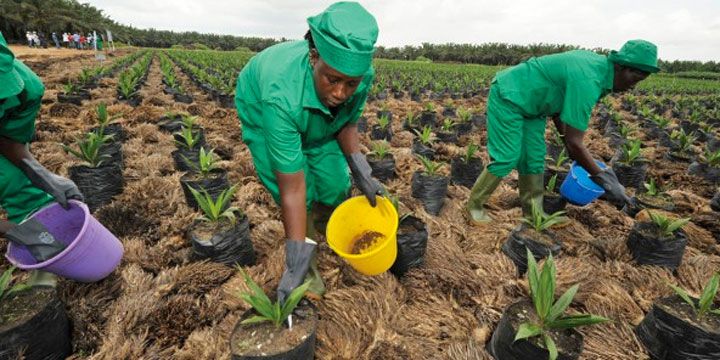 Sifca accélère son régime singapourien