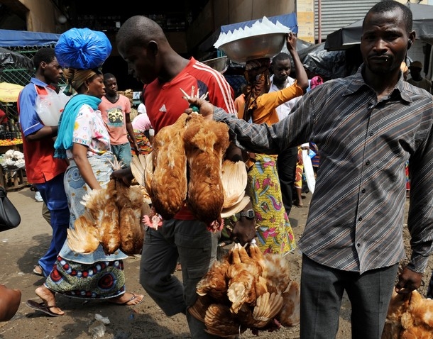 Importation de viande de volaille congelée : La position des opérateurs de la filière avicole