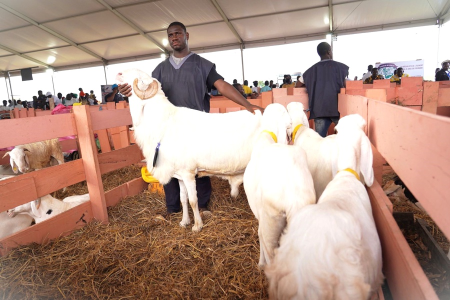 Tabaski 2026 : Tout Savoir Sur l’approvisionnement en ressources animales, ce mardi 26 mai