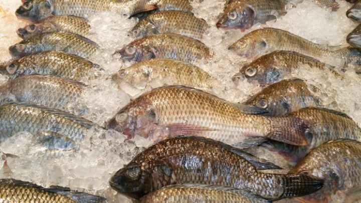Côte d’Ivoire-AIP / La FAO forme les acteurs du tilapia pour une production de 70.000 T/an à l’horizon 2031