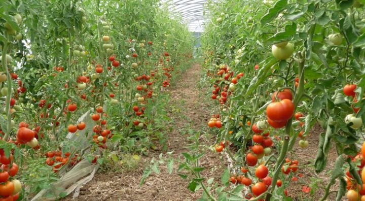 Région du Bélier : Les acteurs réfléchissent sur un cadre de partenariat gagnant-gagnant de la filière maraichère