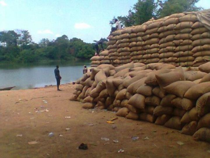 Côte d’Ivoire/ Des producteurs de noix de cajou éprouvent des difficultés à écouler leurs produits