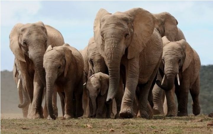 Des trafiquants d’espèces protégées écroués par la justice ivoirienne au premier semestre 2017 (ONG EAGLE Côte d’Ivoire)