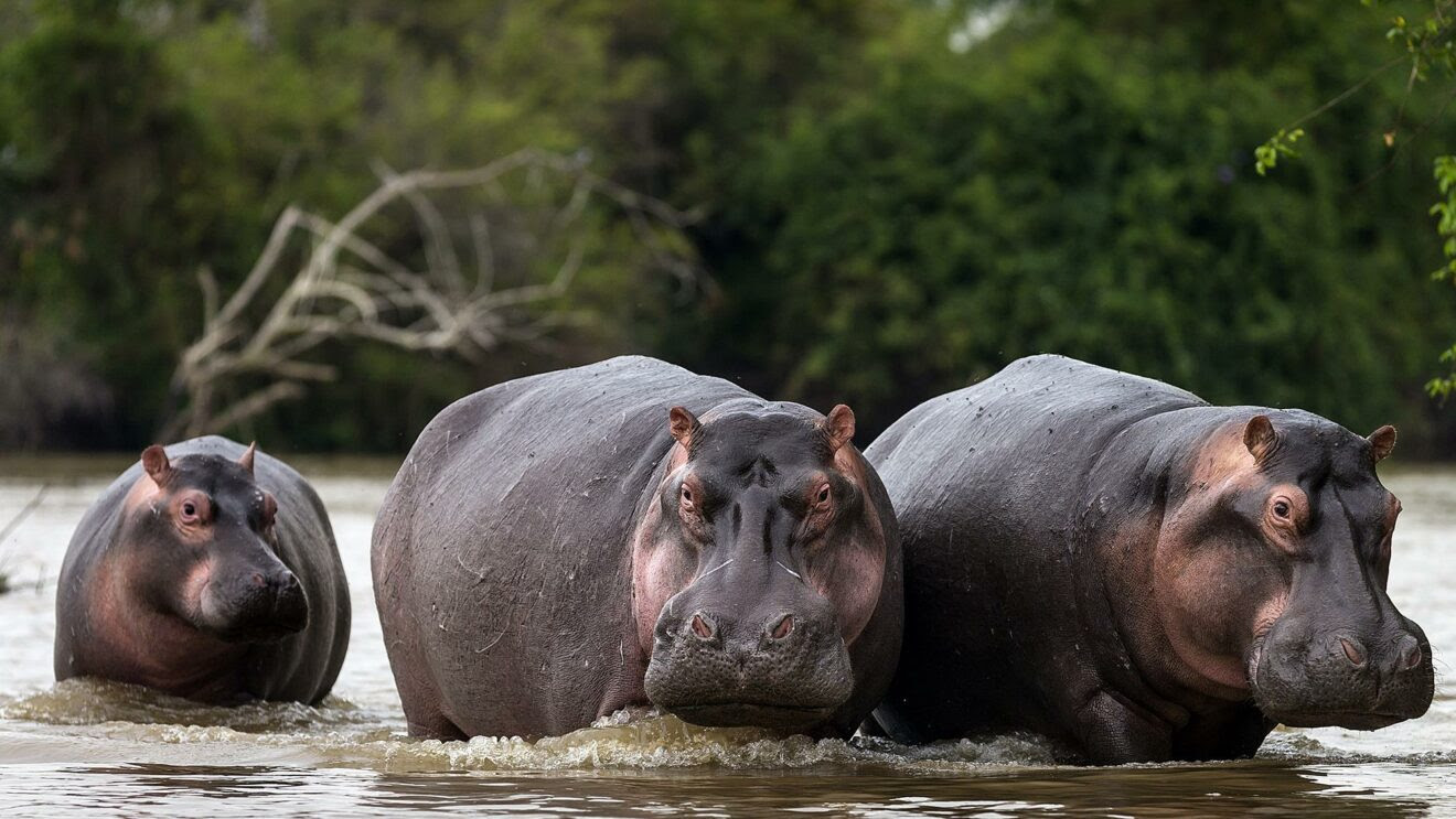 Un pêcheur perd la vie dans une attaque d'hippopotame dans le fleuve Bandama