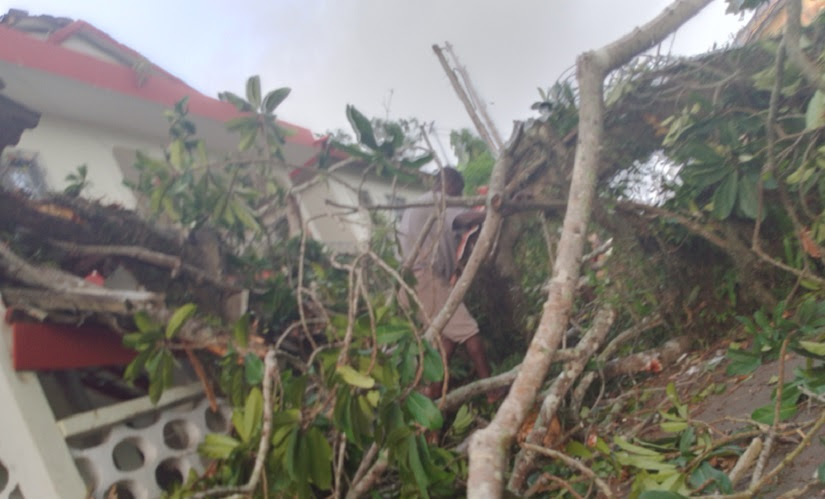 Une branche se détache d’un arbre à la mairie de Grand-Bassam et tue un enfant de trois ans