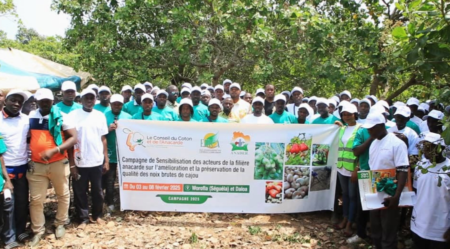 Une journée sensibilisation à la production d’anacarde de qualité à Tiébadouou, près de Gonaté
