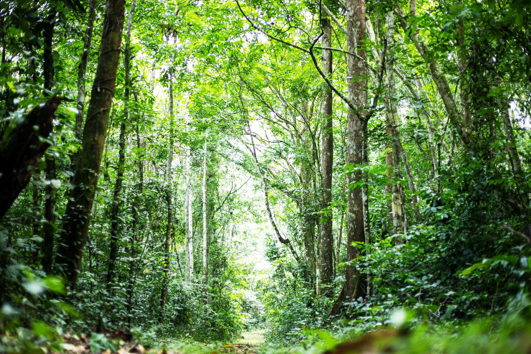 Le Sénat adopte trois lois pour l'organisation de la faune et de la flore en Côte d'Ivoire