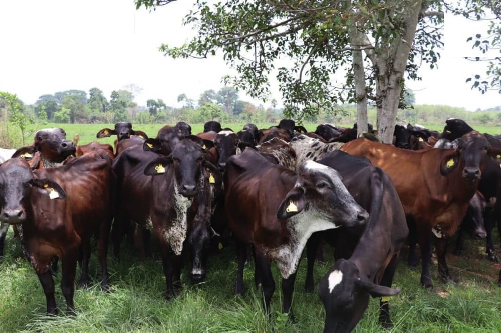 Les denrées animales d'origine animale (DAOA) au centre de la conférence de presse