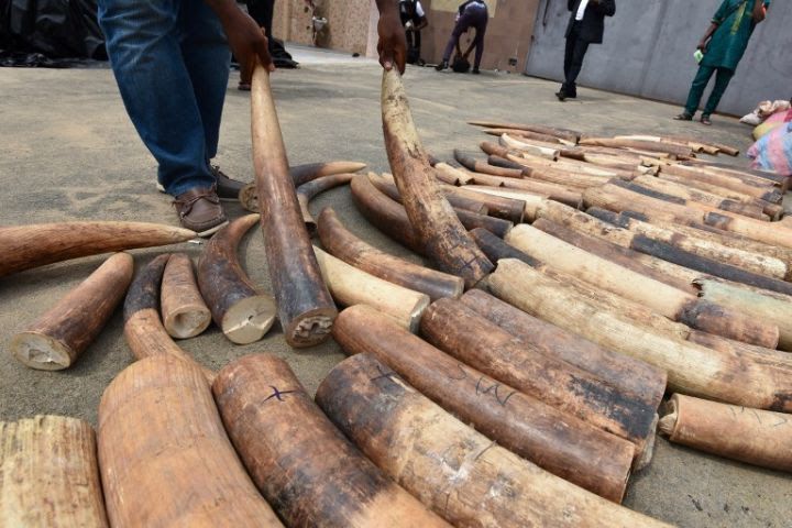 Arrestation à Abidjan de 3 présumés trafiquants d’ivoires d’éléphants