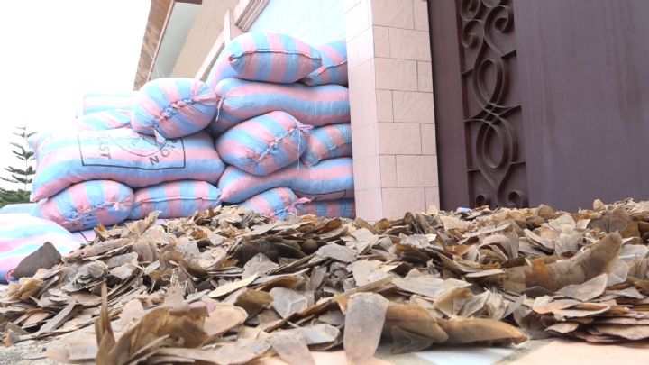 Trafic illicite d’animaux protégés: un réseau démantelé