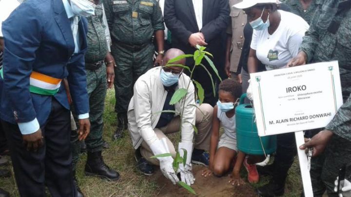 Côte d’Ivoire: 5,23 millions d’arbres déjà plantés dans le pays, soit plus de 100% de l’objectif pour 2020