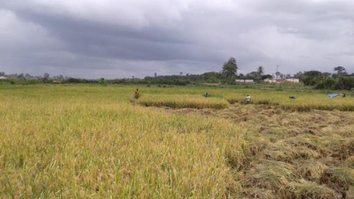 Sinfra, une zone propice à la production de riz