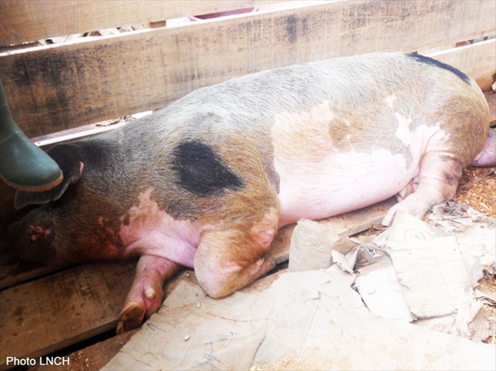 Filière porcine : le porc importé, plus consommé