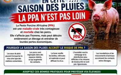 Sensibilisation sur la lutte contre la Peste Porcine Africaine adressée aux éleveurs de porcs