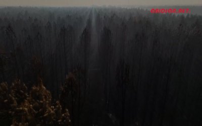 Après le passage du feu - Les images saisissantes d'une forêt calcinée.