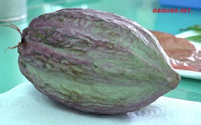 En Côte d'Ivoire, des chercheurs créent un cacao résistant au changement climatique.